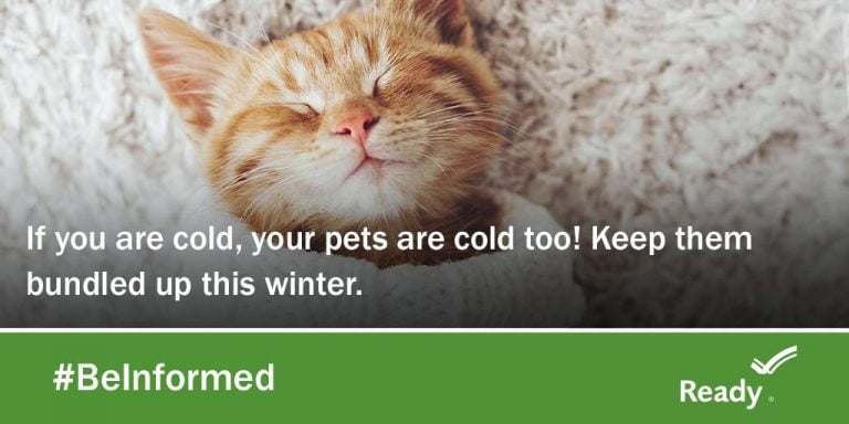 Cold Weather Pet Protection